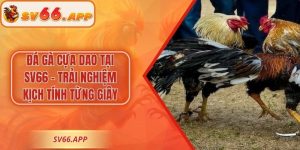 Đá Gà Cựa Dao Tại SV66 – Trải Nghiệm Kịch Tính Từng Giây