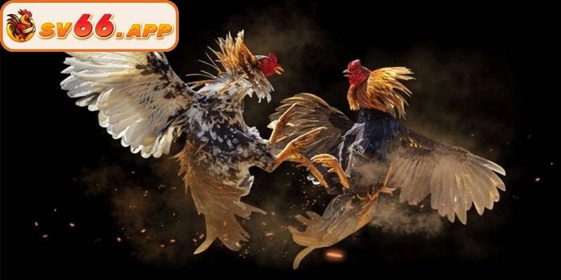 Các cửa cược cơ bản