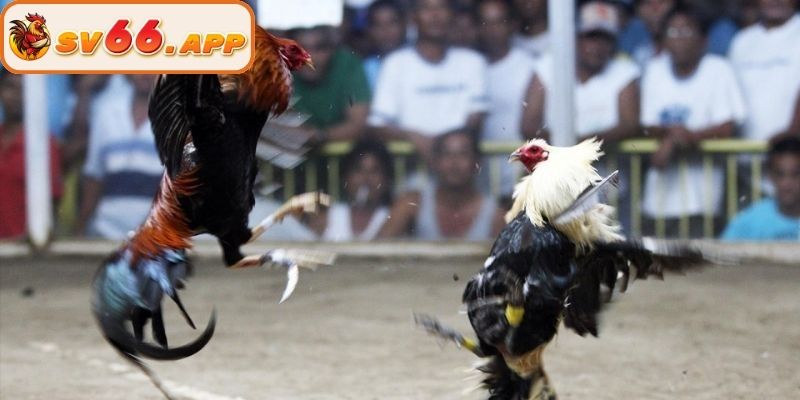 Kinh nghiệm chọn chiến kê trong đá gà cựa dao SV66