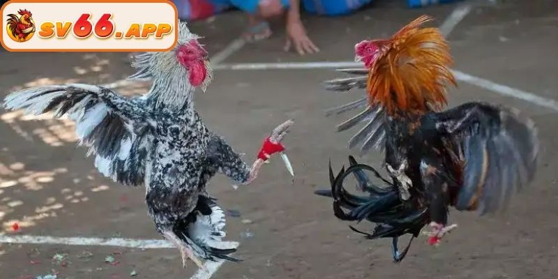 Lý do hội viên nên lựa chọn đá gà cựa dao tại SV66