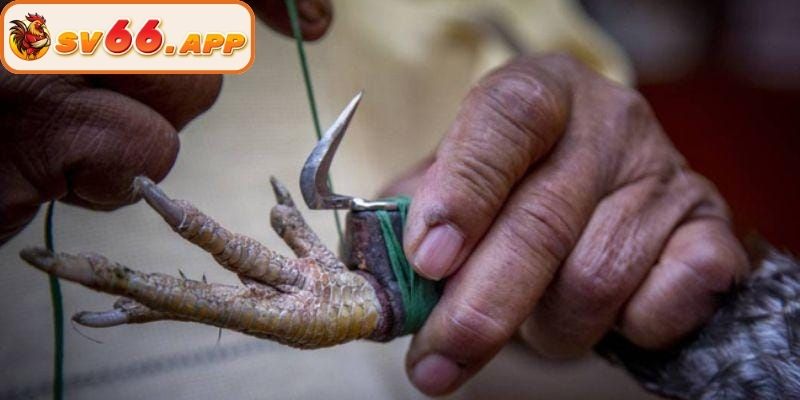 Cách phân định thắng thua cơ bản khi vào trận đấu cựa dao