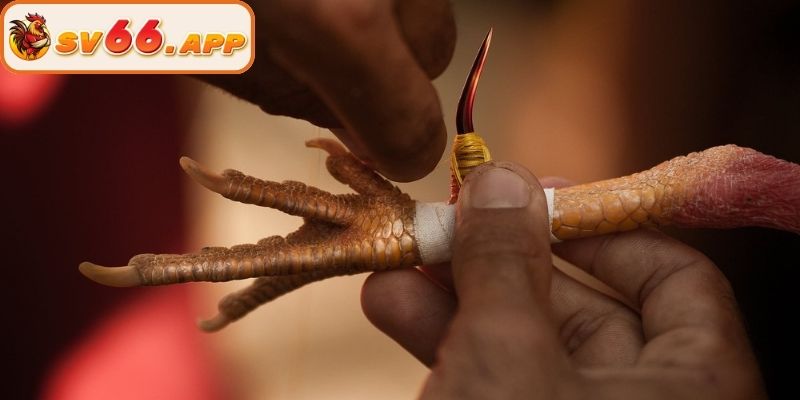 Lý do người chơi nên lựa chọn đá gà cựa sắt tại SV66