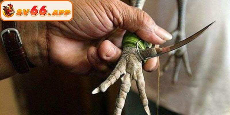 Quy tắc khi người chơi đặt cược đá gà cựa sắt tại SV66