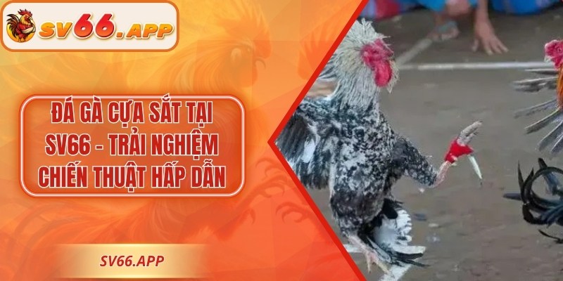 Đá Gà Cựa Sắt Tại SV66 – Trải Nghiệm Chiến Thuật Hấp Dẫn