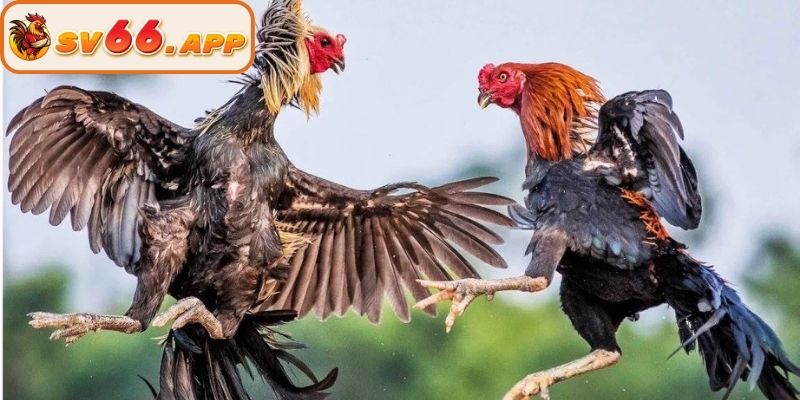 Đa dạng trường đấu từ khắp nơi, xuyên suốt trong ngày