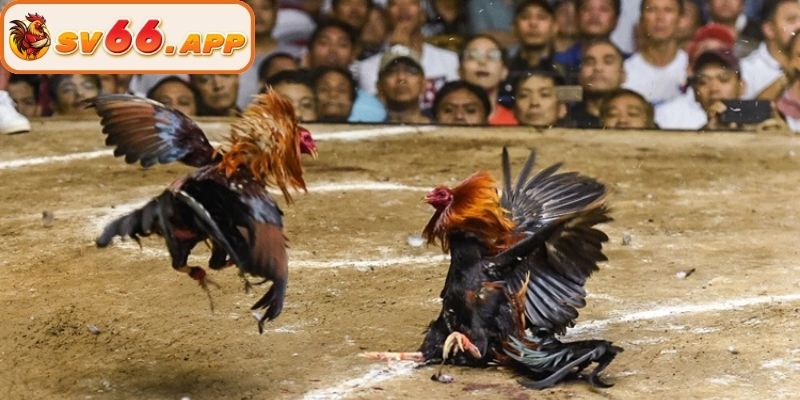 Giới thiệu sơ lược về sảnh đá gà SV66