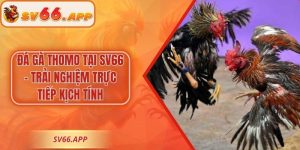 Đá Gà Thomo Tại SV66 – Trải Nghiệm Trực Tiếp Kịch Tính
