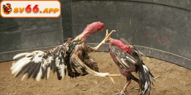 Phân định thắng thua