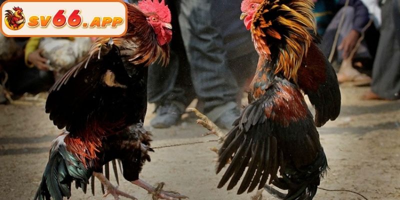 Quy định kiểm tra chiến kê tại đá gà Thomo