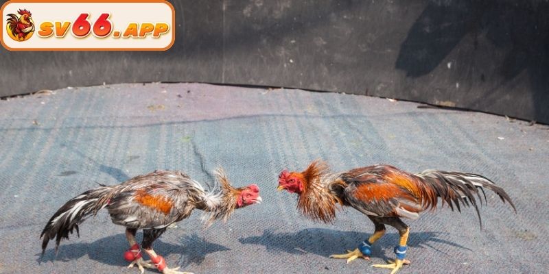Ưu điểm đặc biệt tại sảnh đá gà Thomo tại SV66