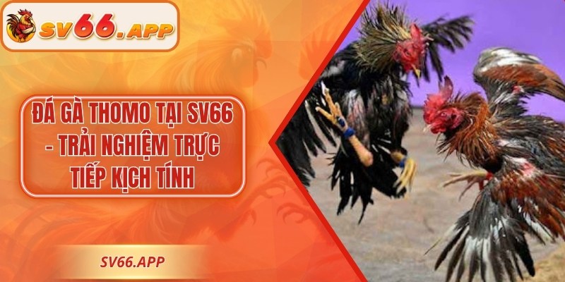 Đá Gà Thomo Tại SV66 – Trải Nghiệm Trực Tiếp Kịch Tính
