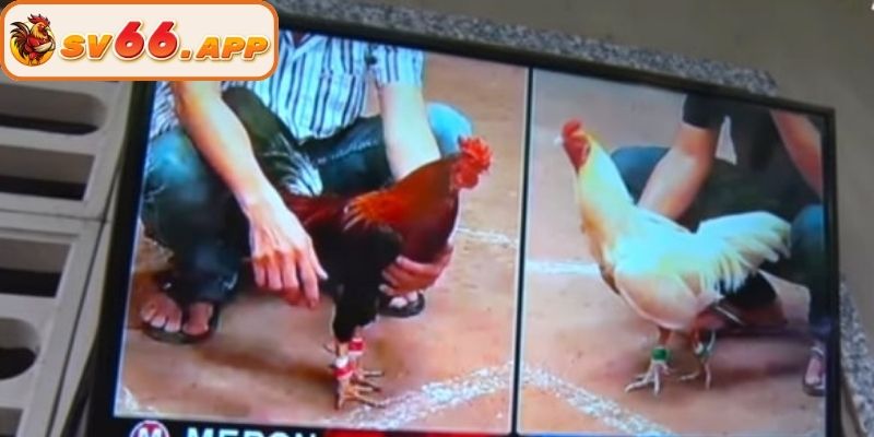 Tính năng nổi bật của của sảnh đá gà trực tiếp tại SV66